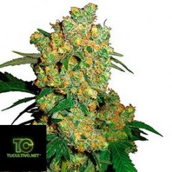 Sensi Seeds - Regular Seeds Collection