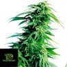 Hindu Kush Regular Sensi Seeds 10 Semillas Regulares