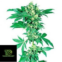 Sensi Seeds - Regular Seeds Collection