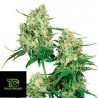 Maple Leaf Indica Regular Sensi Seeds 10 Semillas Regulares