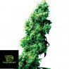 Four Way Regular Sensi Seeds 10 Semillas Regulares