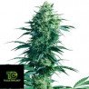 Mother´s Finest Regular Sensi Seeds 10 Semillas Regulares