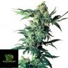 Northern Lights Sensi Seeds 10 Semillas Regulares