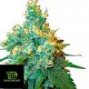 Jack Herer Sensi Seeds 10 Semillas Regulares