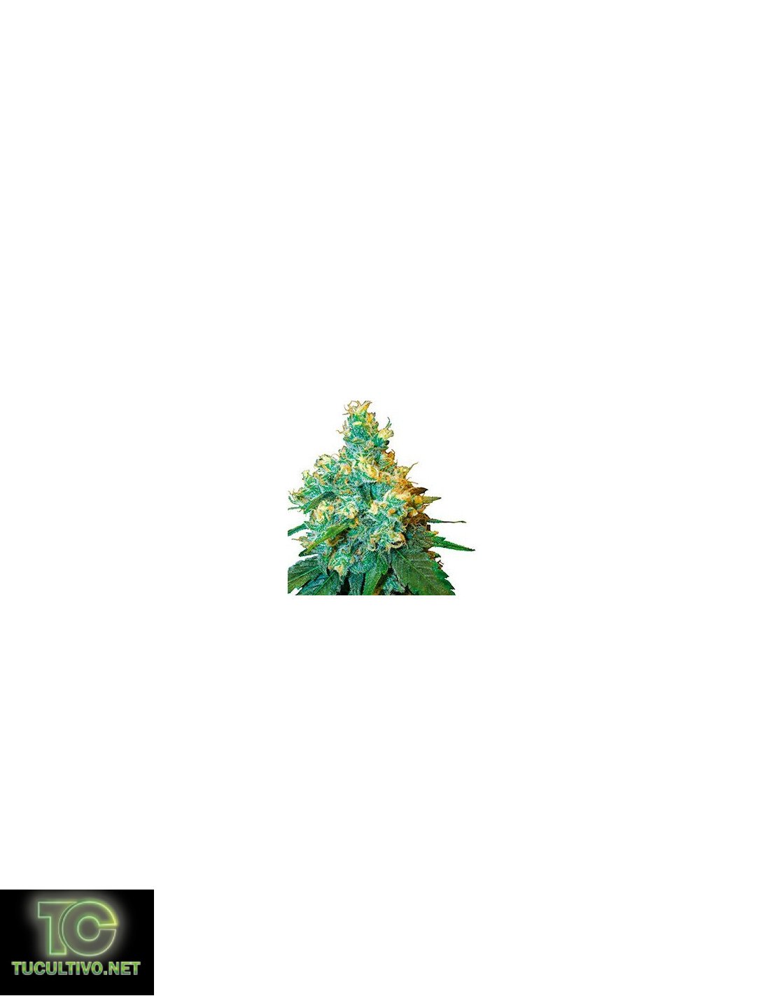 Jack Herer Sensi Seeds 10 Semillas Regulares