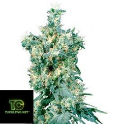 Sensi Seeds - Regular Seeds Collection