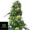 Early skunk Regular Sensi Seeds 10 Semillas Regulares