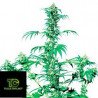 Early Girl Regular Sensi Seeds 10 Semillas Regulares