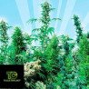 Outdoor Mix Sensi Seeds 25 Semillas Regulares