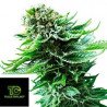 Northern Lights Autofloreciente Sensi Seeds