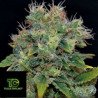 Amnesia 5 de CBD Seeds