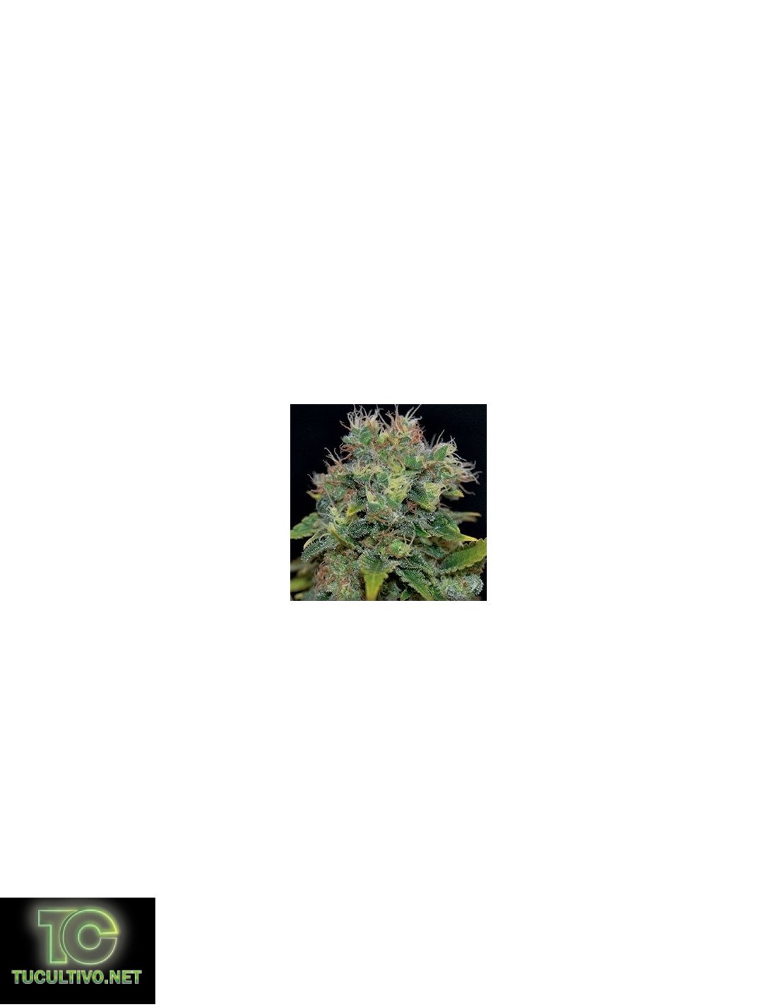 Amnesia 5 de CBD Seeds