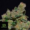 Diesel de CBD Seeds