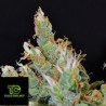 Kali de CBD Seeds