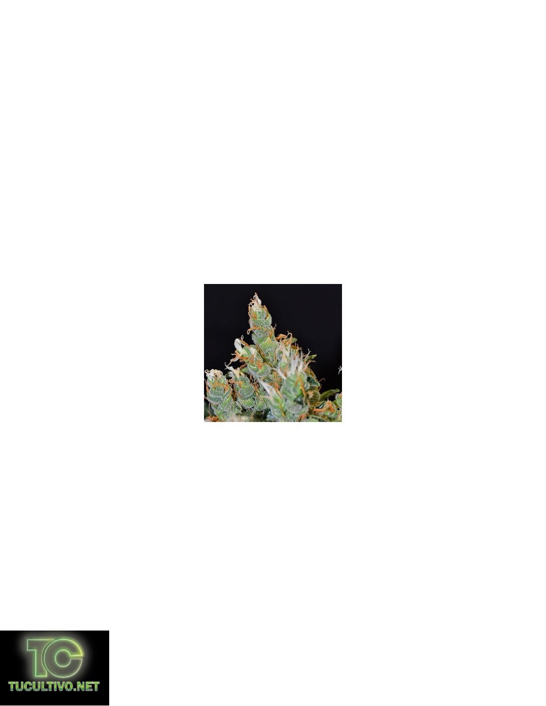 Kali de CBD Seeds