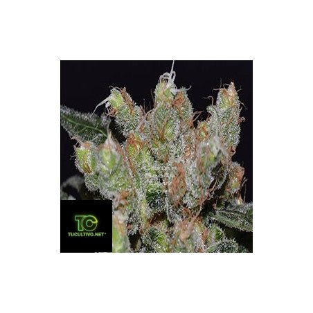 Zen Feminizada de CDB Seeds Colección Medicinal