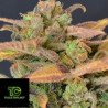 Auto Critical CBD Seeds Coleccion Autoflorecientes CBD Seeds