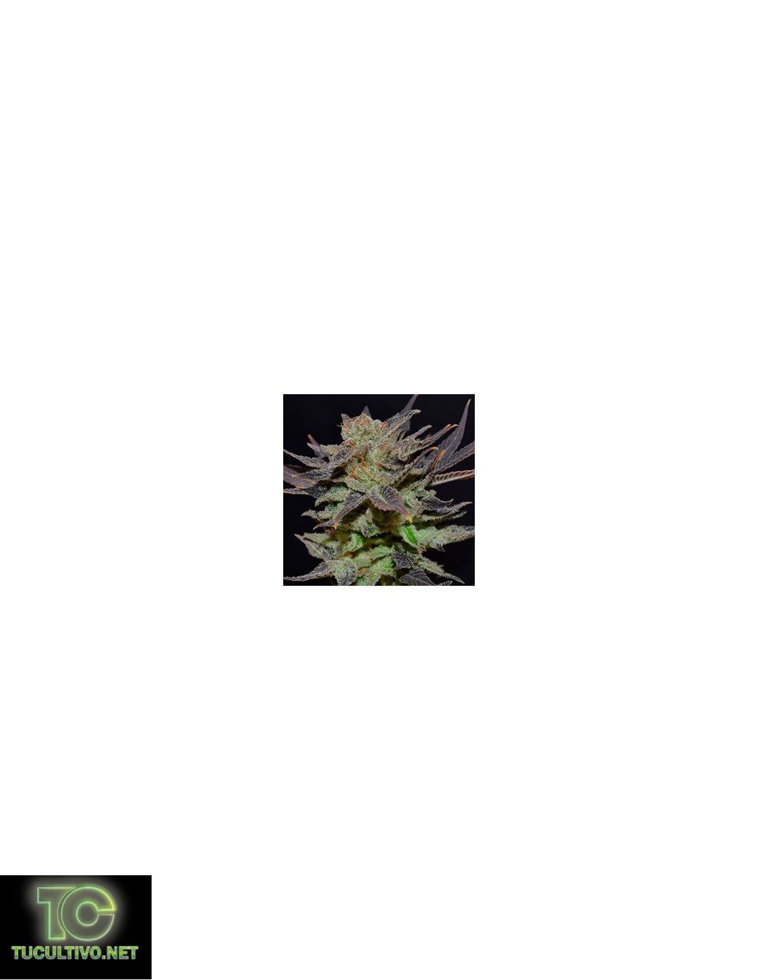 Auto Lavender CBD Seeds Coleccion Autoflorecientes CBD Seeds