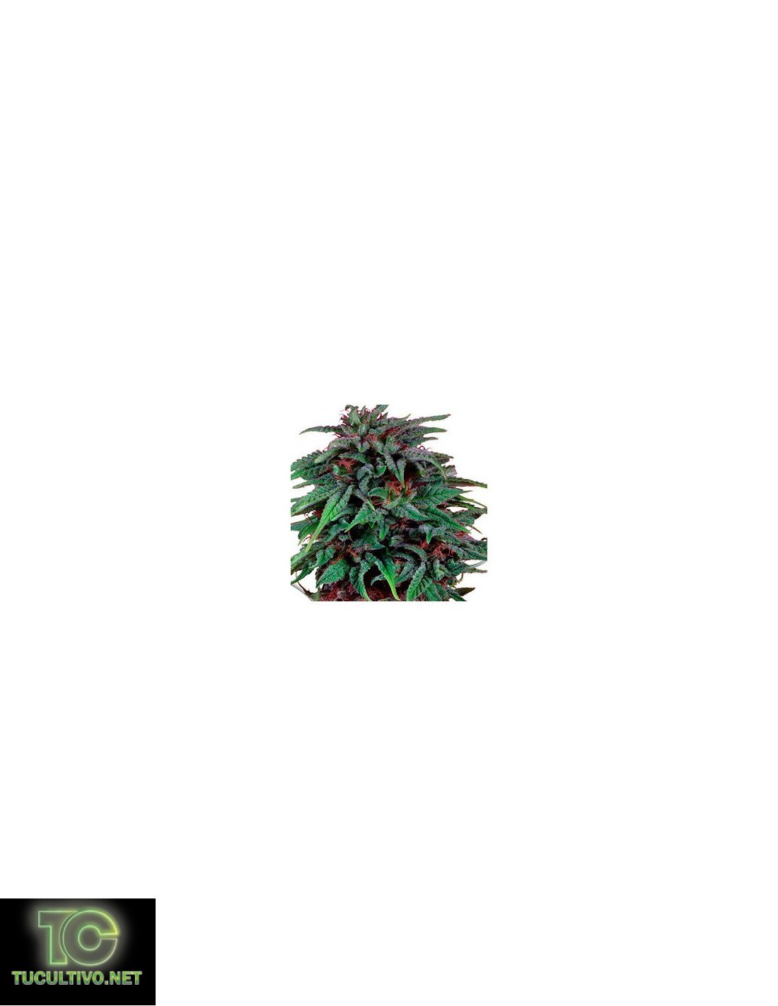 Durban Poison® Regular : graines régulières de Dutch Passion