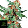 Orange Bud® Regular : graines régulières de Dutch Passion