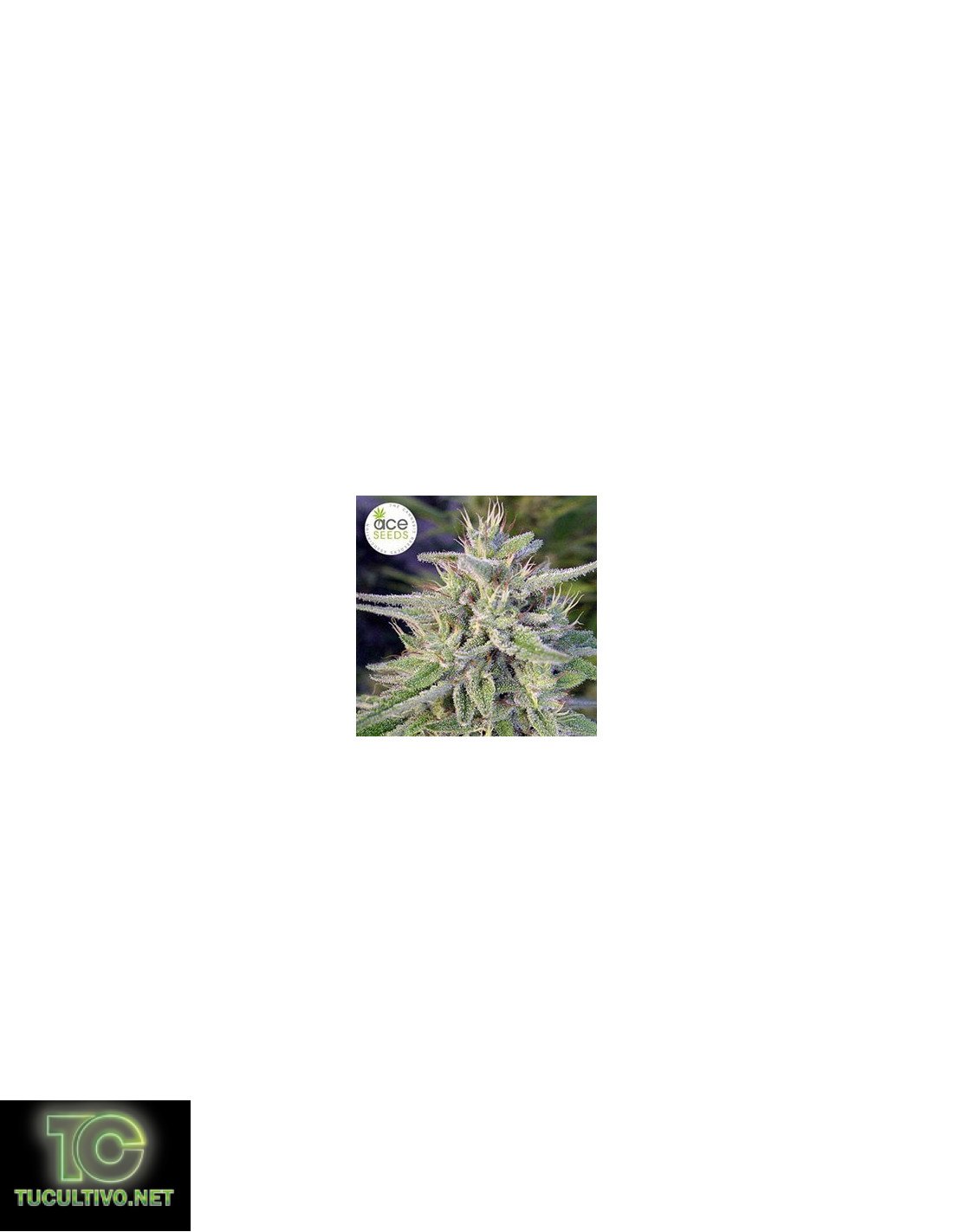 Bangi Haze Regular de ACE Seeds