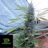 Bangi Haze Regular de ACE Seeds