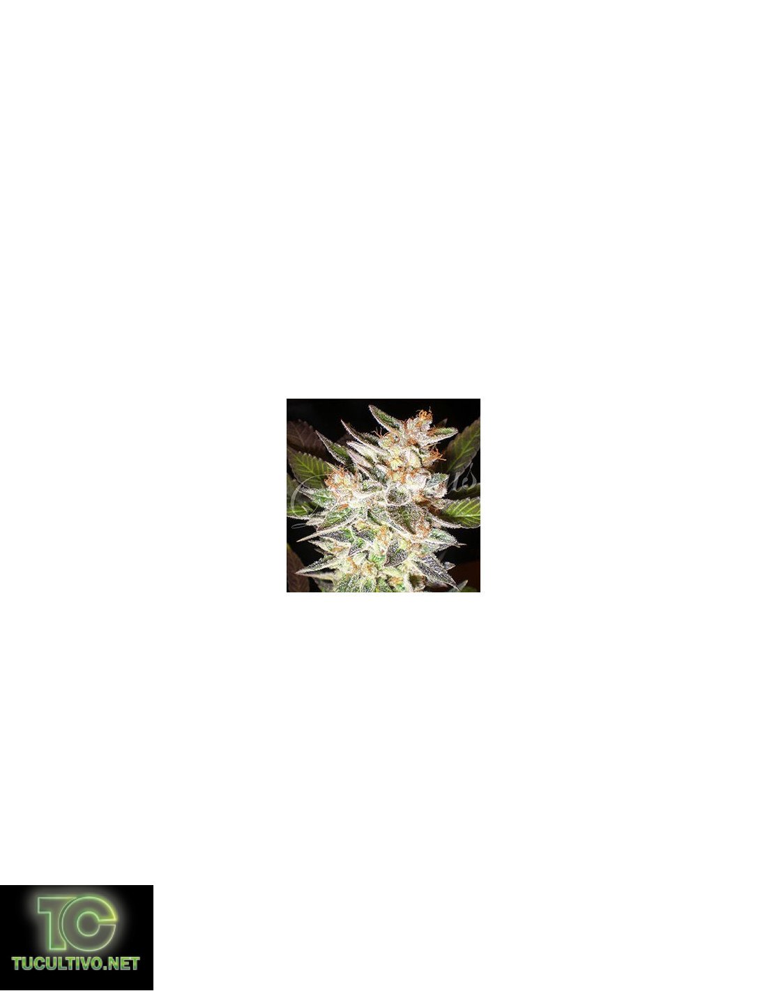 Cheese Candy - Delicious Seeds