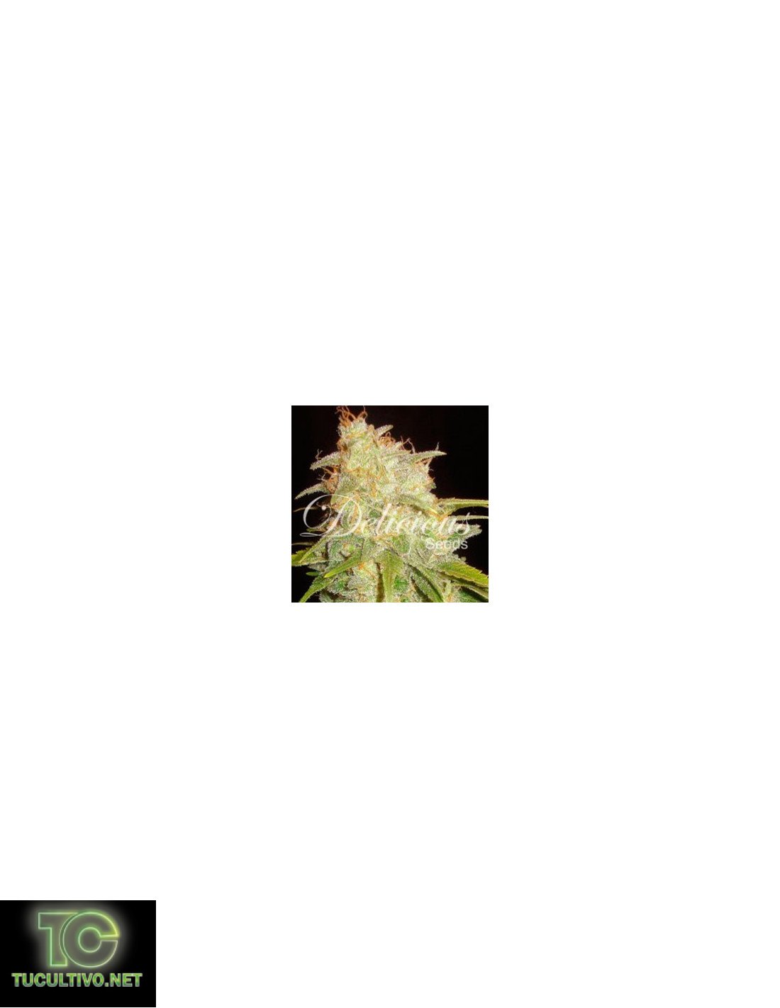 Critical Yumbolt - Delicious Seeds