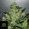 Critical Jack Herer Auto - Delicious Seeds Autofloreciente