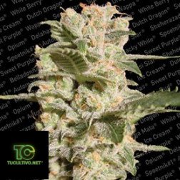 Semillas Autoflorecientes White Berry Paradise Seeds x3 