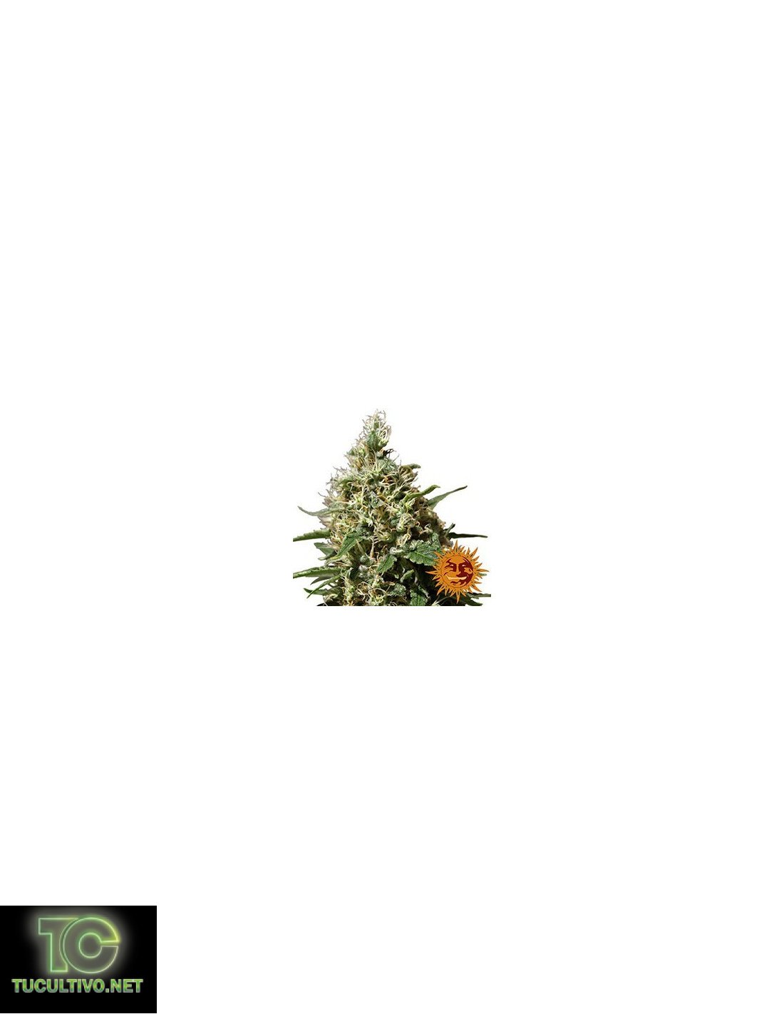 Peppermint Kush 5 semillas Barney´s Farm