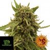 CBD Critical Cure 5sem Barney´s Farm