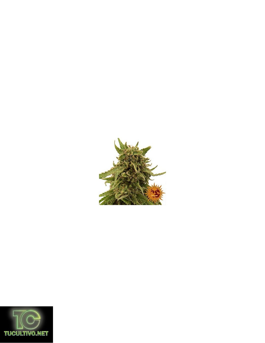 CBD Critical Cure 5sem Barney´s Farm