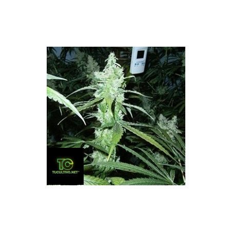 Auto Amnesia Granel