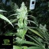 Auto Amnesia Granel