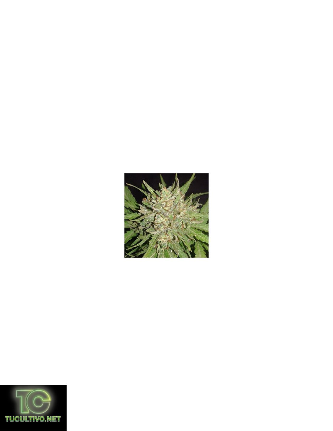 Auto Haze Granel