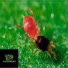 Phytoseiulus Permisilis contre l’araignée rouge