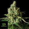 Moby Dick CDB