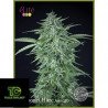 Llimonet Haze CBD Autofloreciente