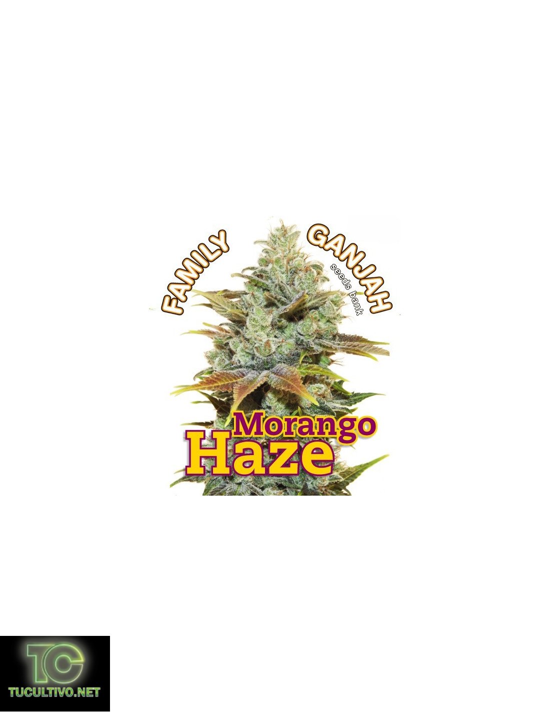 Morango Haze