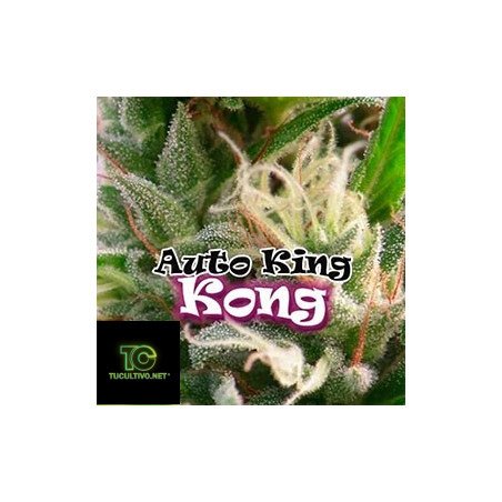 Auto King Kong