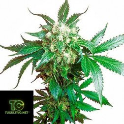 Fumar marihuana sin tabaco: ¿Qué tal la marihuana pura? - Sensi Seeds