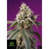 Bruce Banner Auto® de Sweet Seeds