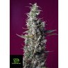 Sweet Cherry Pie® de Sweet Seeds®