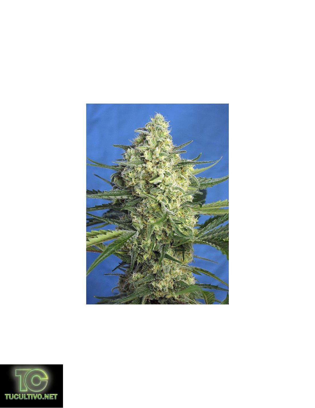 Jack 47 XL Auto® de Sweet Seeds