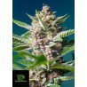 Purple Punch OG® de Sweet Seeds