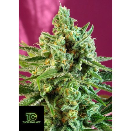 Sweet Afghani Delicious S.A.D. S1