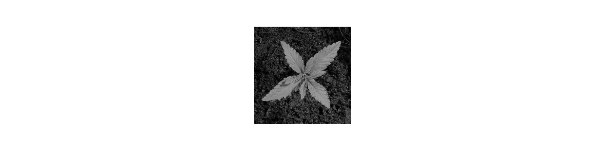 Pots and Trays for Marijuana Growing