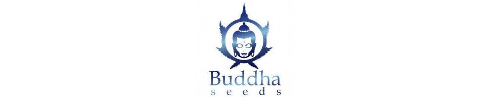 Graines  Buddha Seeds Automatiques pour culture du cannabis