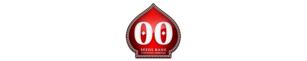 OO Seeds Bank Feminized Cannabis Seeds